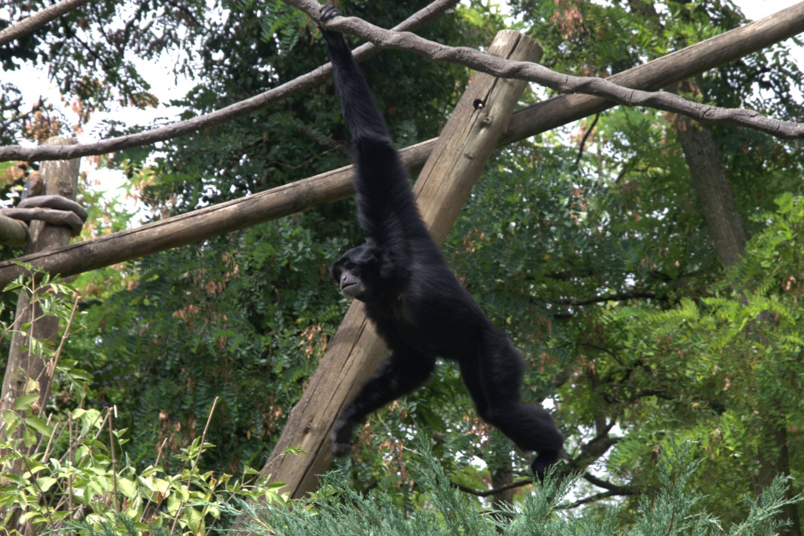 Siamang (Symphalangus syndactylus), 27-08-25