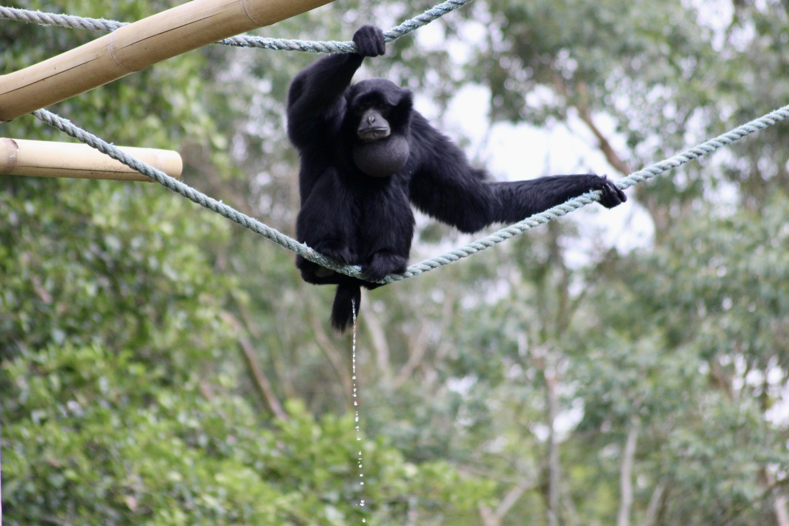Siamang (Symphalangus syndactylus) - 27/7/2025