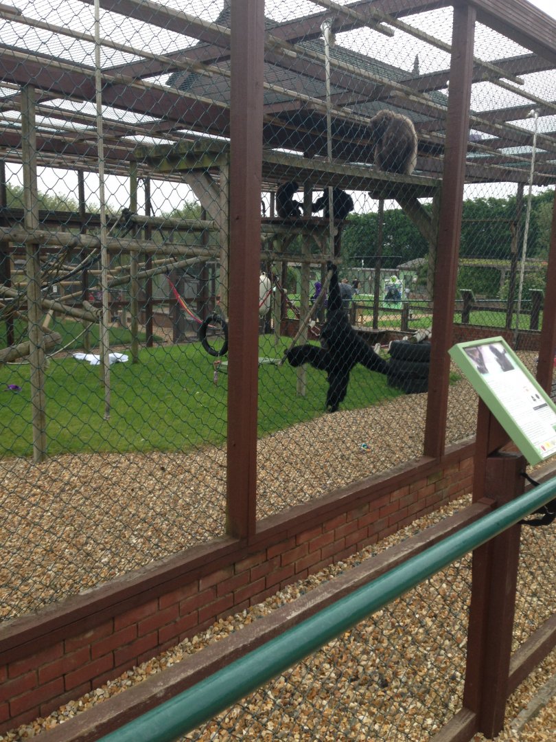 Siamang - (Symphalangus Syndactylus) and Mueller's Gibbon - (Hylobates Muelleri)