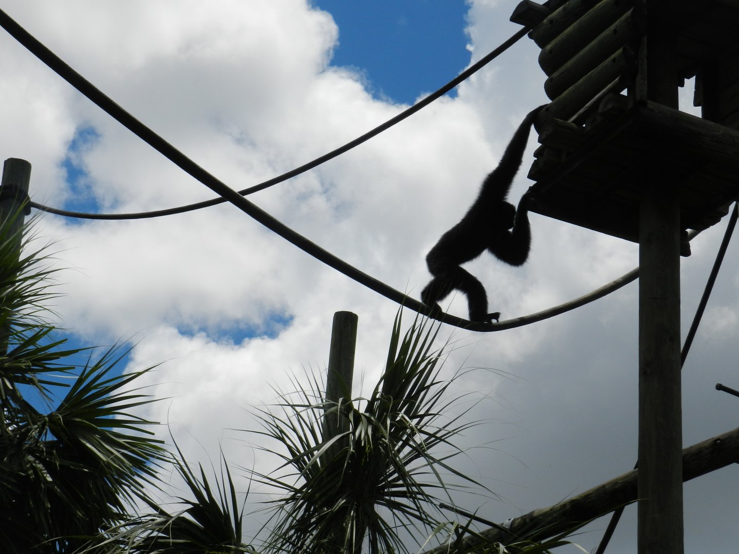 Siamang (Symphalangus syndactylus) at Zoo Tampa at Lowry Park, USA