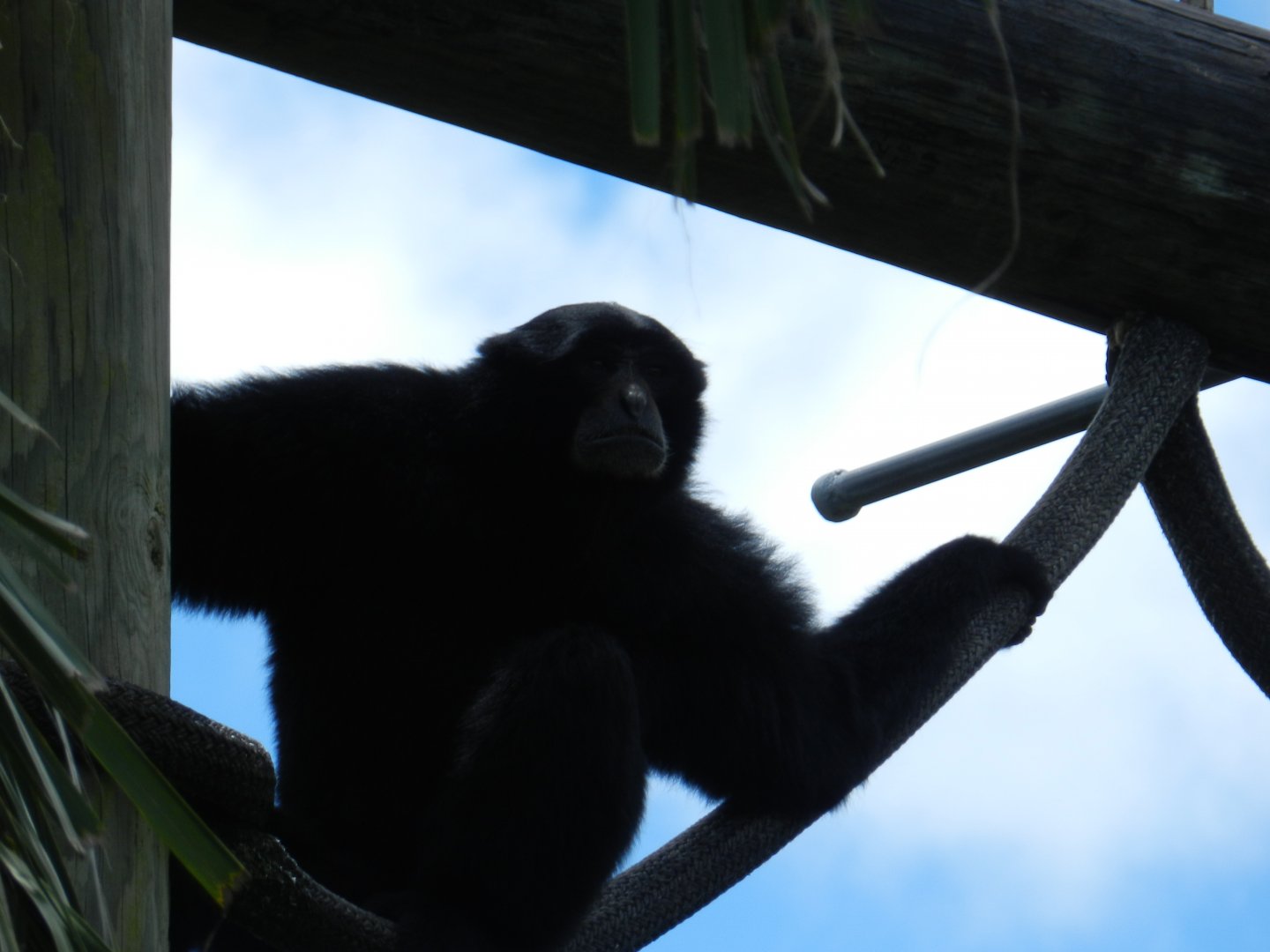 Siamang (Symphalangus syndactylus) at Zoo Tampa at Lowry Park, USA