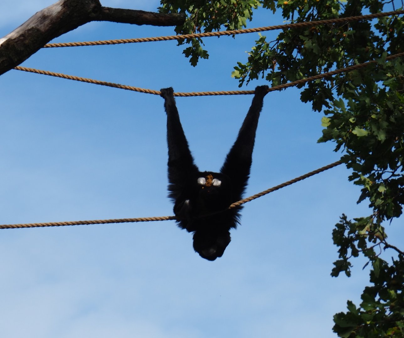 Siamang (Symphalangus syndactylus) defecating in a funny position