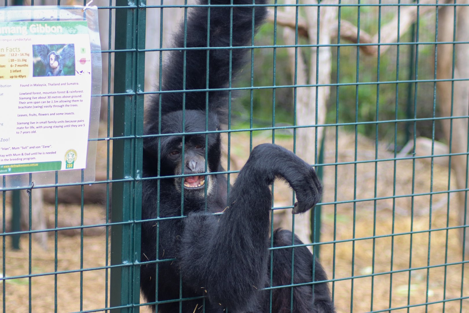 Siamang (Symphalangus syndactylus) - February 2020