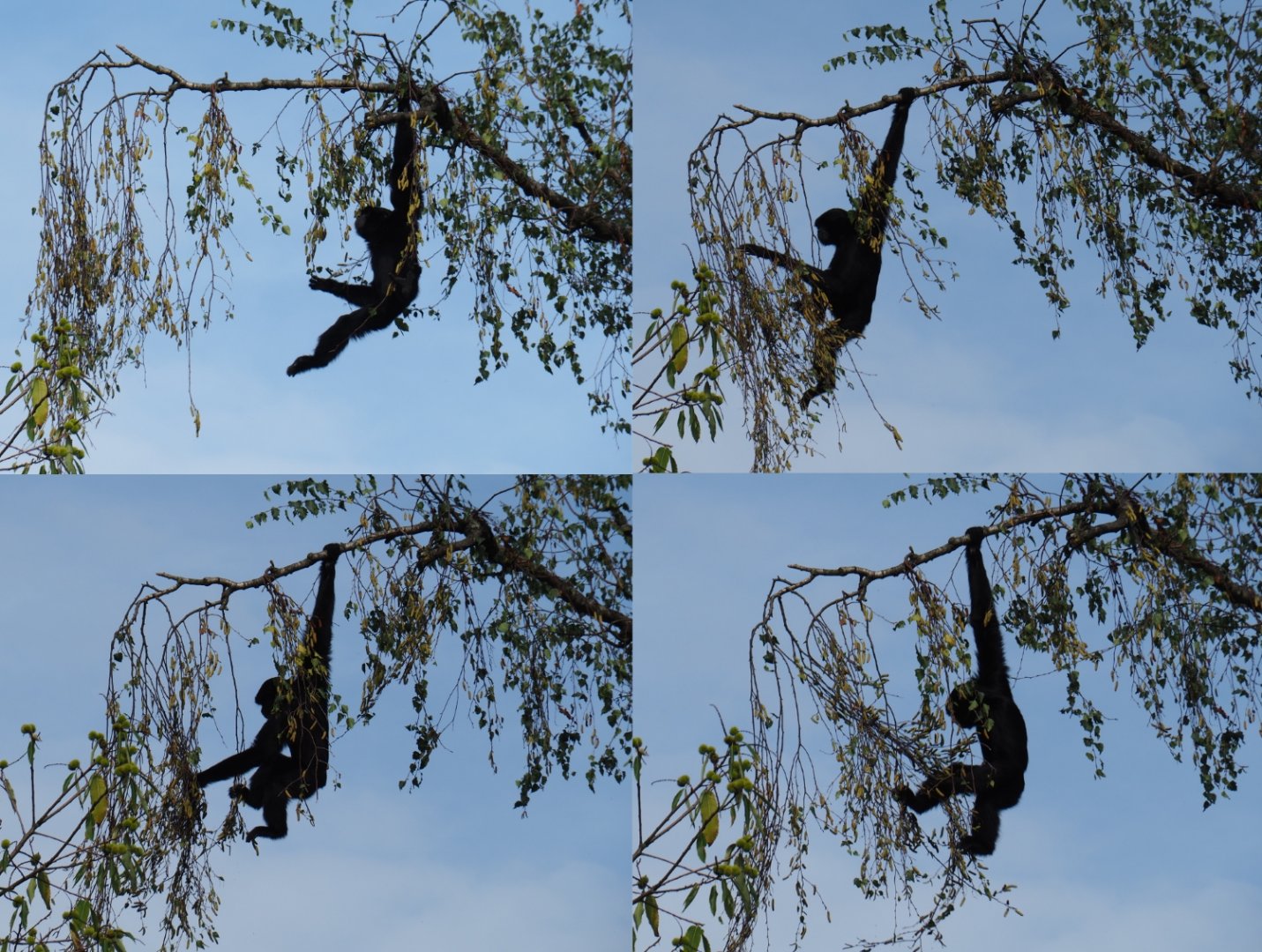 Siamang (Symphalangus syndactylus) in birch tree collage (Sep 16th, 2018)