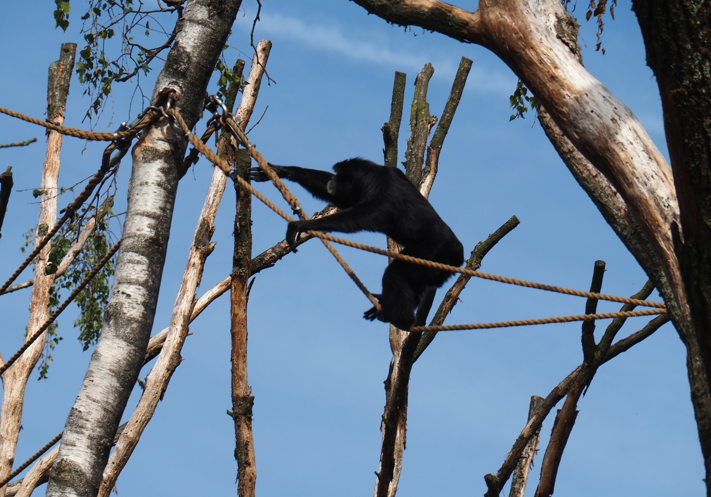 Siamang (Symphalangus syndactylus) in tree (Sep 16th, 2018)