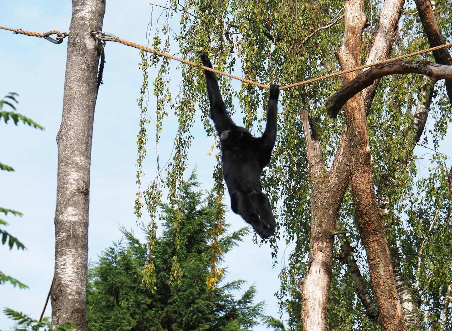 Siamang (Symphalangus syndactylus) in tree (Sep 16th, 2018)