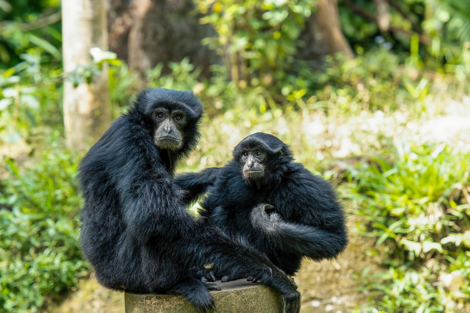 Siamang - Symphalangus syndactylus - Safari Journey