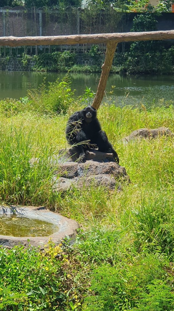 Siamang (Symphalangus syndactylus) - Solo Safari