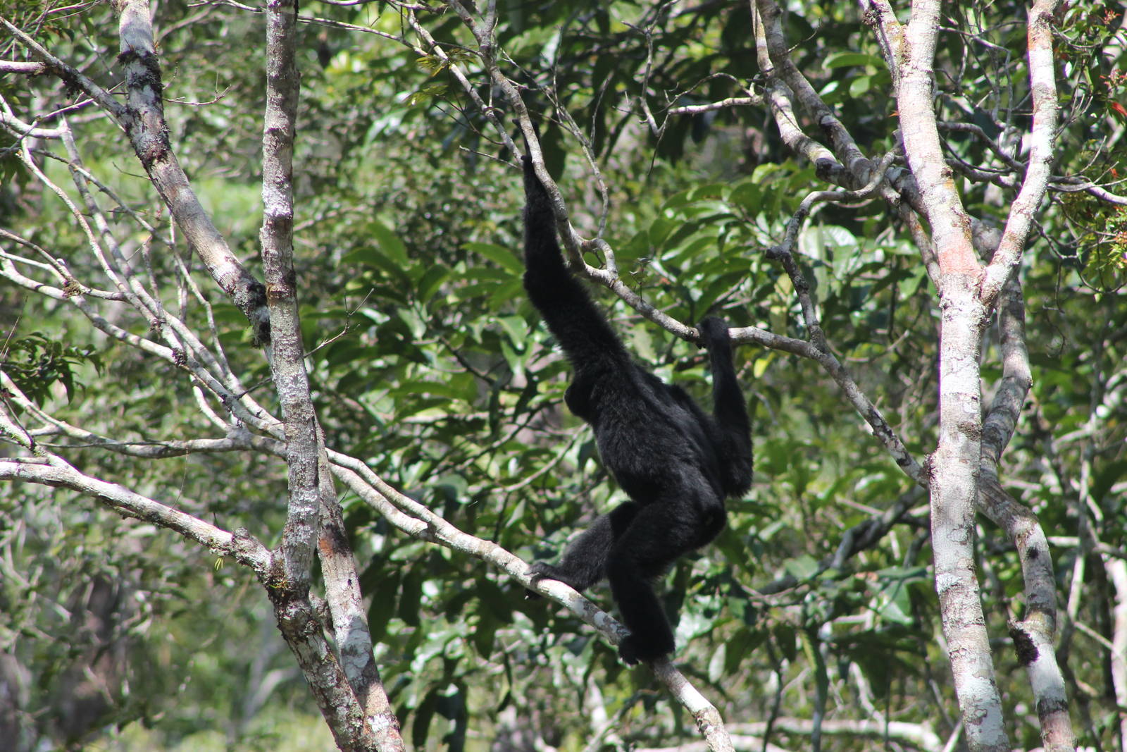 siamang (Symphalangus syndactylus)
