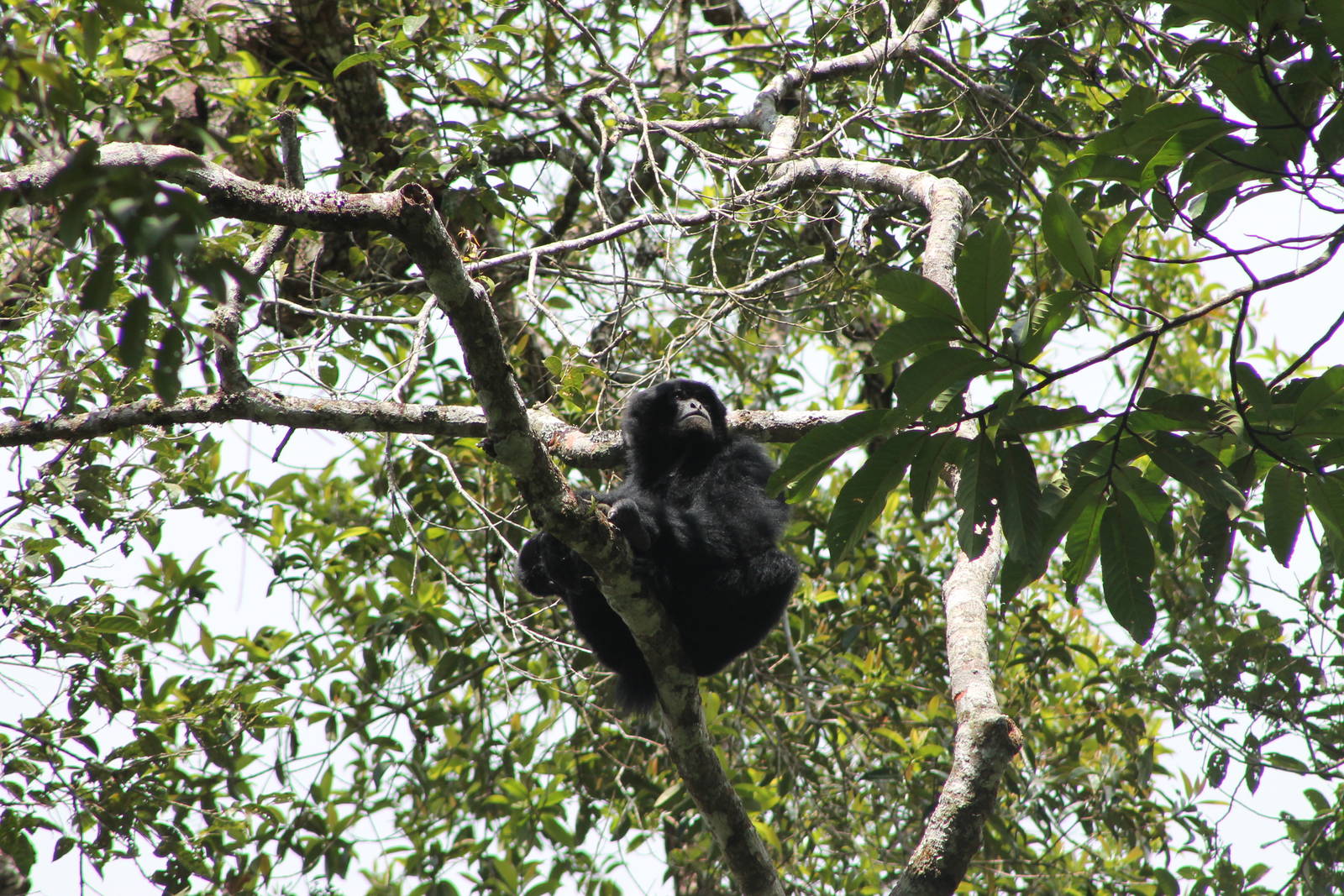 siamang (Symphalangus syndactylus)