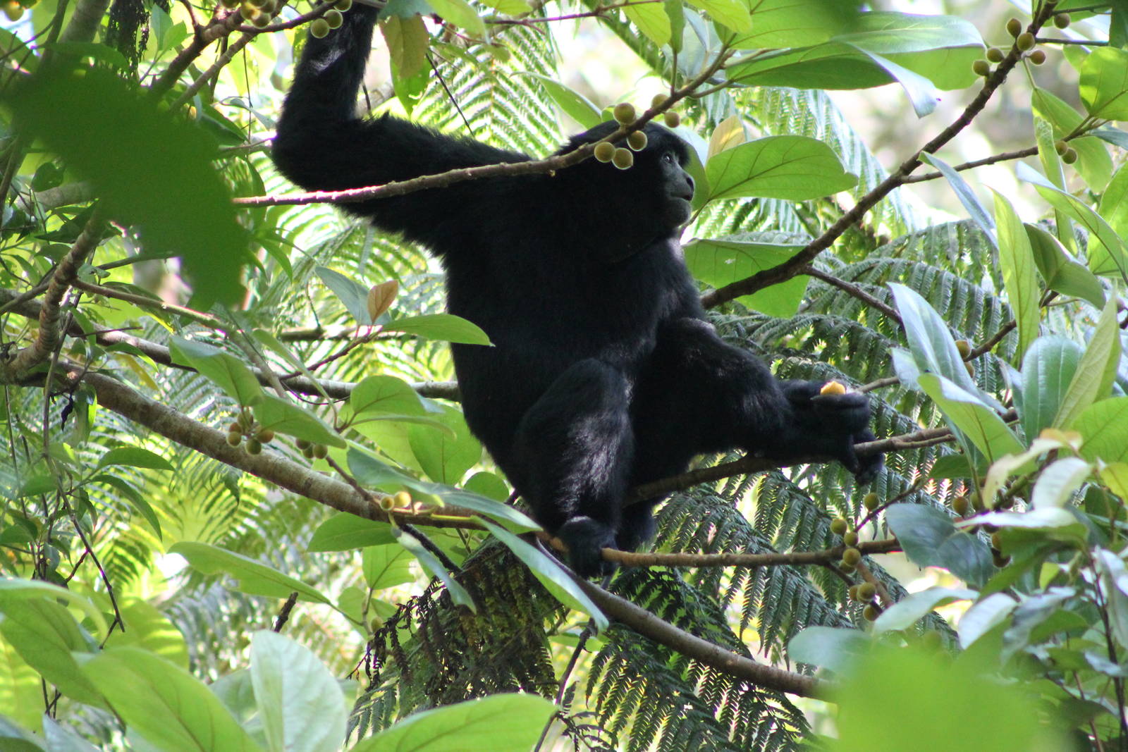Siamang (Symphalangus syndactylus)