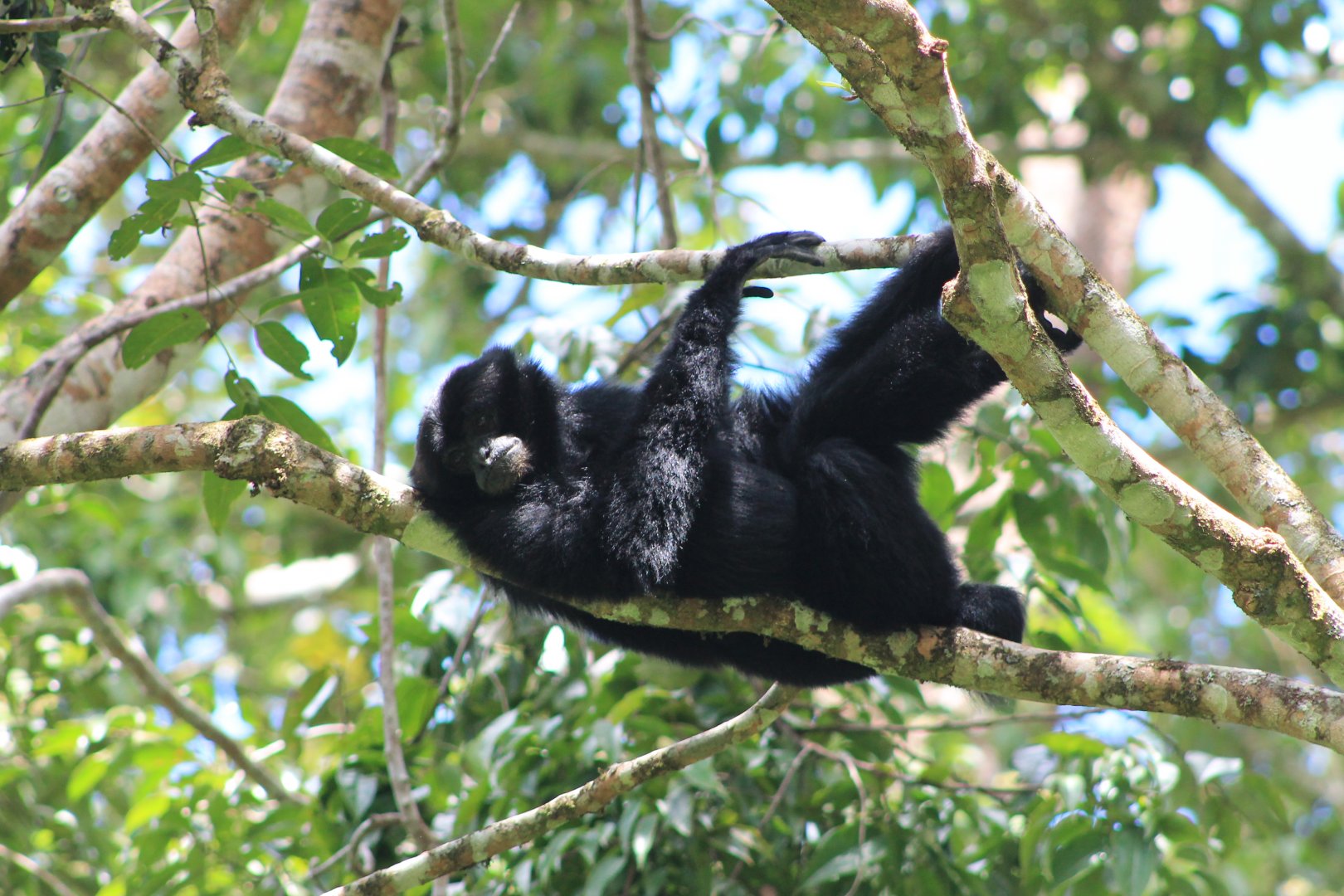 Siamang (Symphalangus syndactylus)