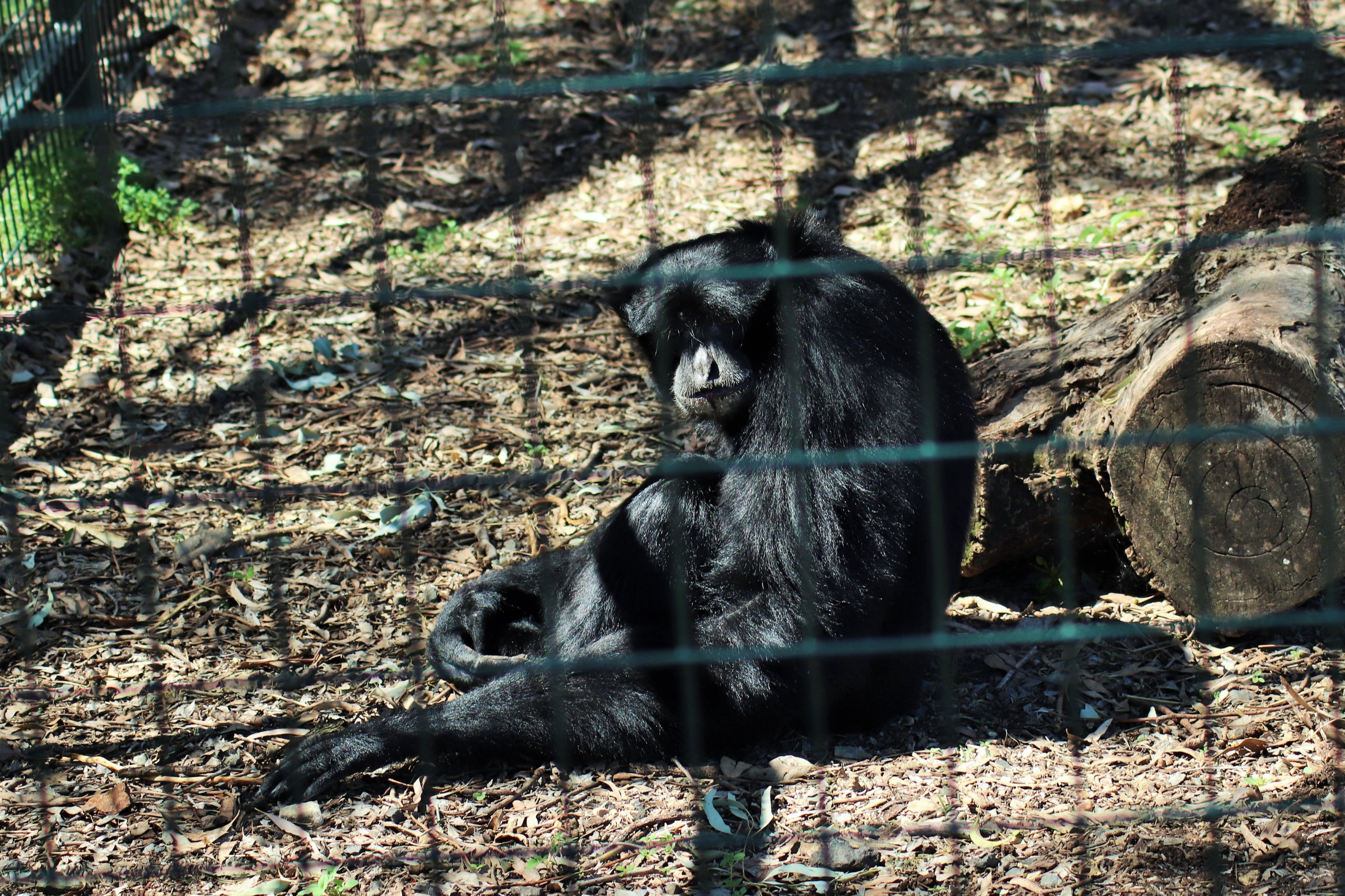 Siamang (Symphalangus syndactylus)