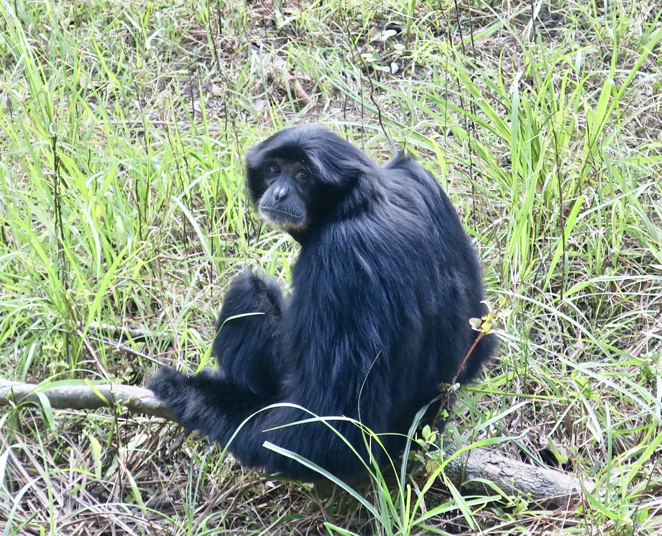 Siamang (Symphalangus syndactylus)