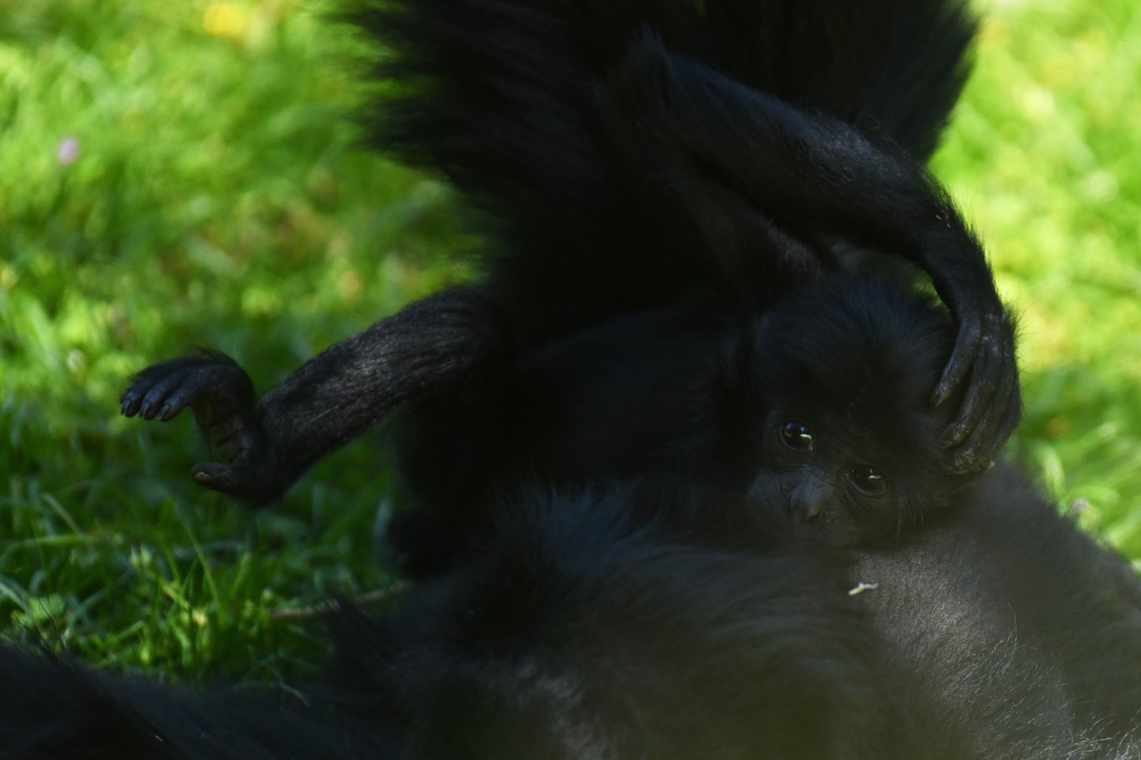 Siamang (Symphalangus syndactylus)