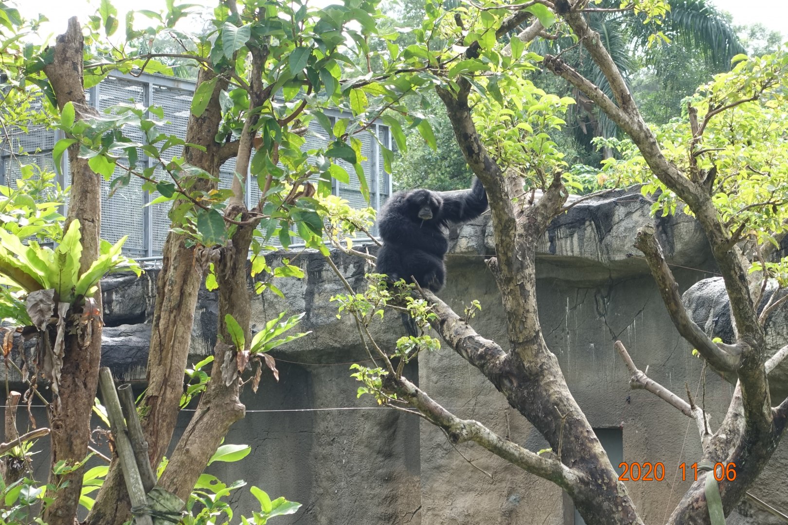 Siamang (Symphalangus syndactylus)