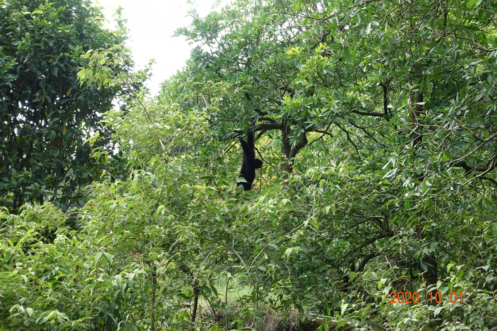Siamang (Symphalangus syndactylus)