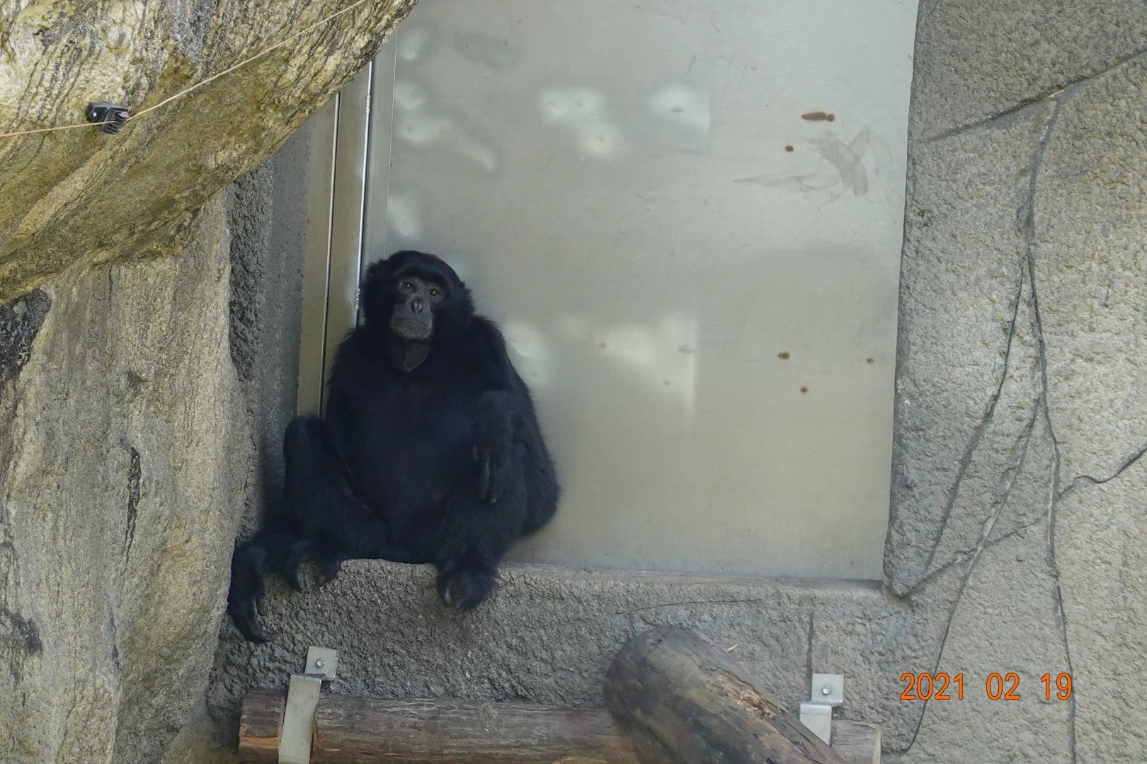 Siamang (Symphalangus syndactylus)