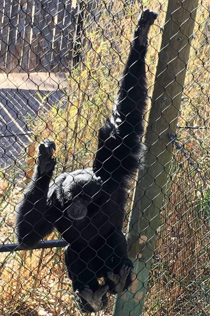 Siamang (Symphalangus syndactylus)