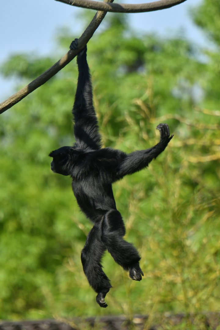 Siamang (Symphalangus syndactylus)