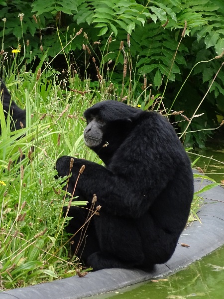 Siamang (Symphalangus syndactylus)