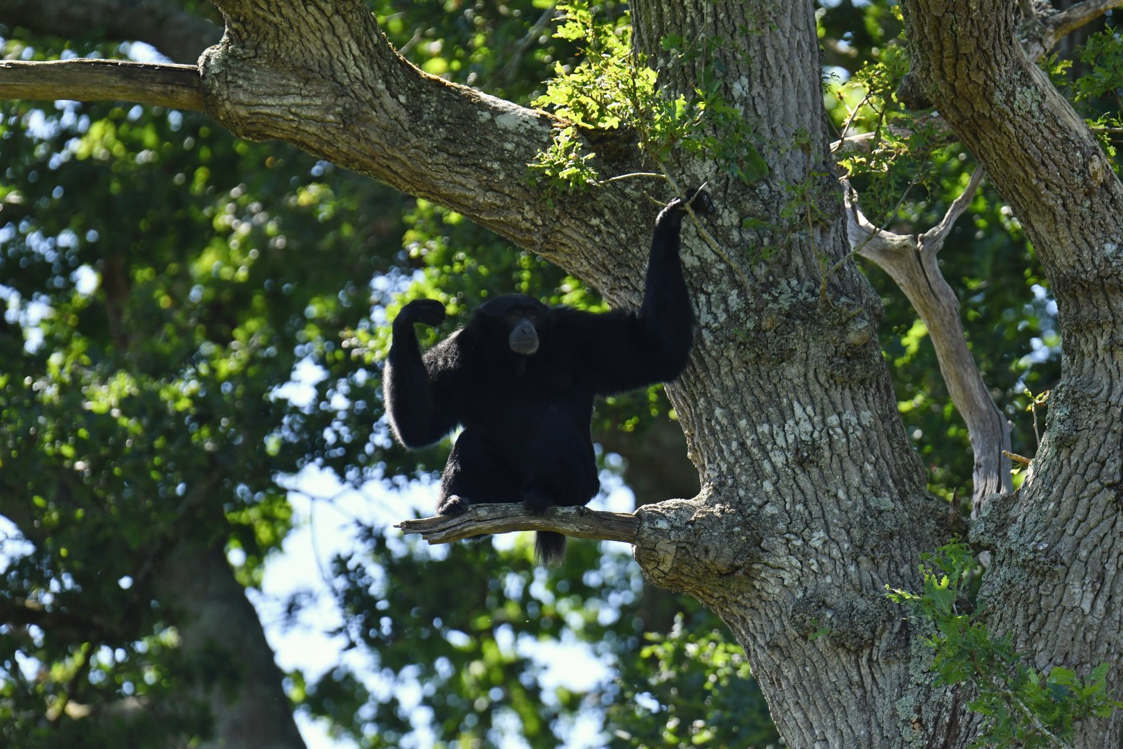 Siamang (Symphalangus syndactylus)