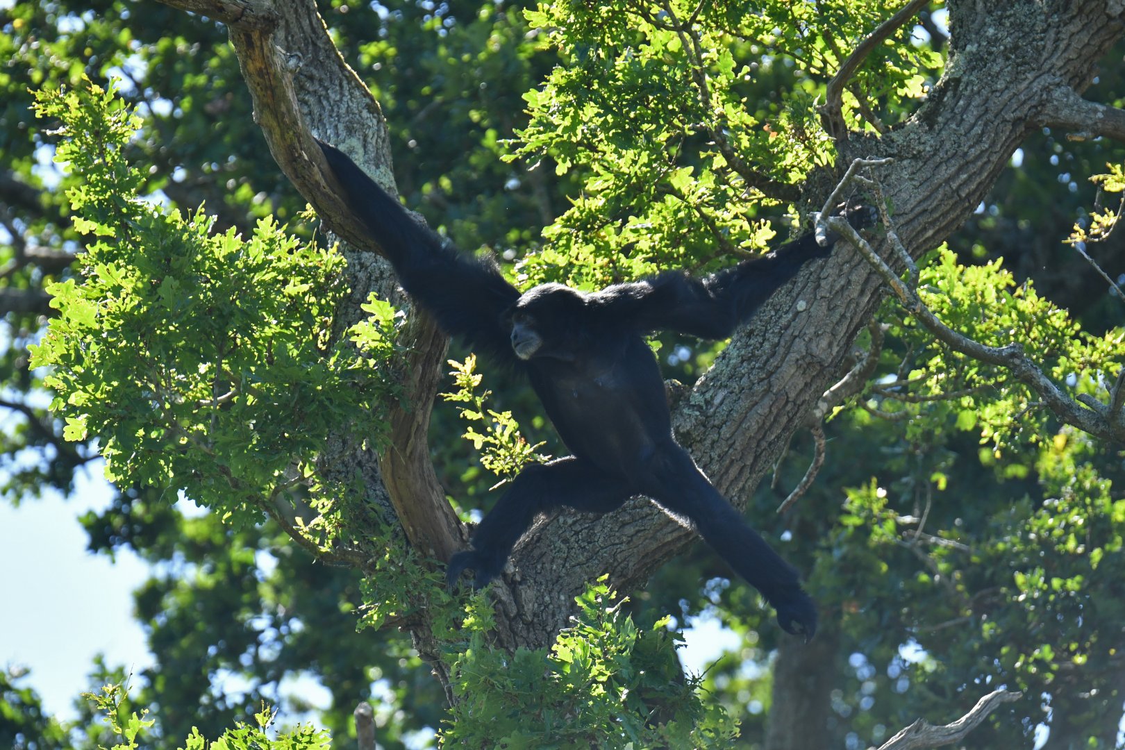 Siamang (Symphalangus syndactylus)