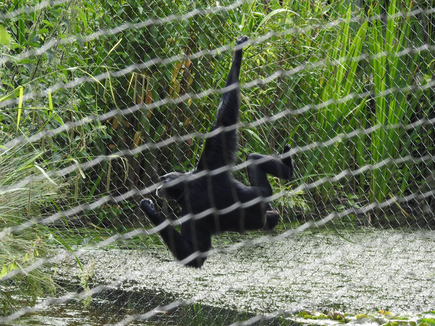 Siamang (Symphalangus syndactylus)