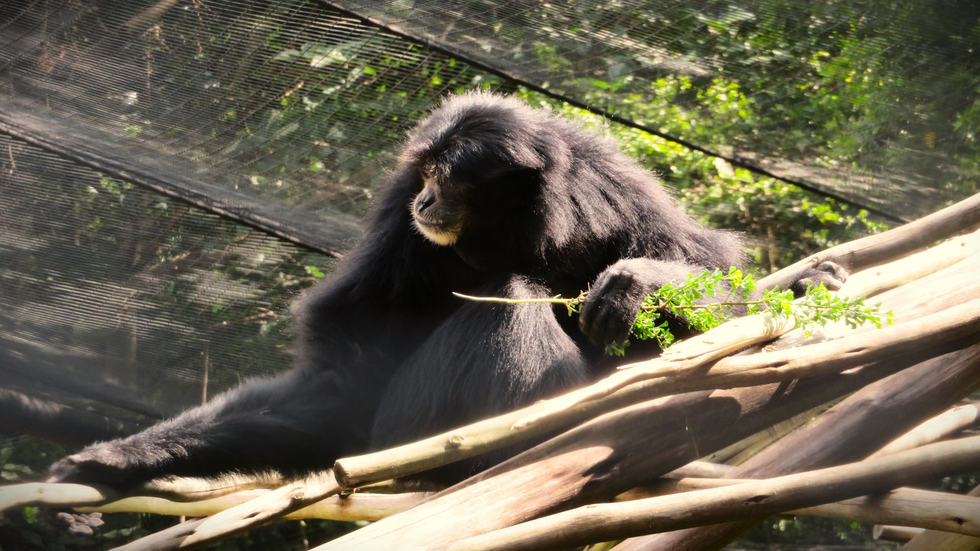 Siamang (Symphalangus syndactylus)
