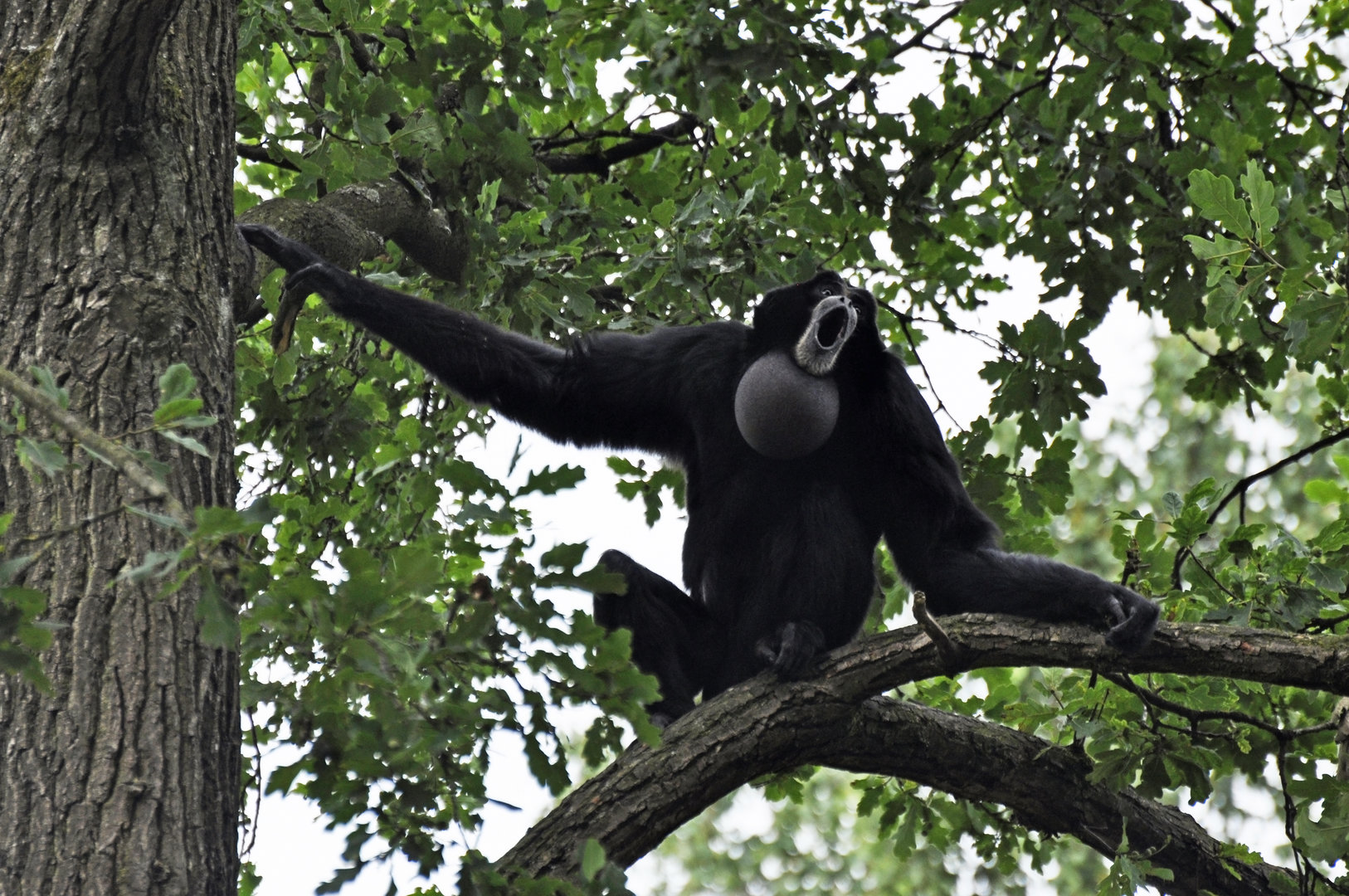 Siamang Symphalangus syndactylus