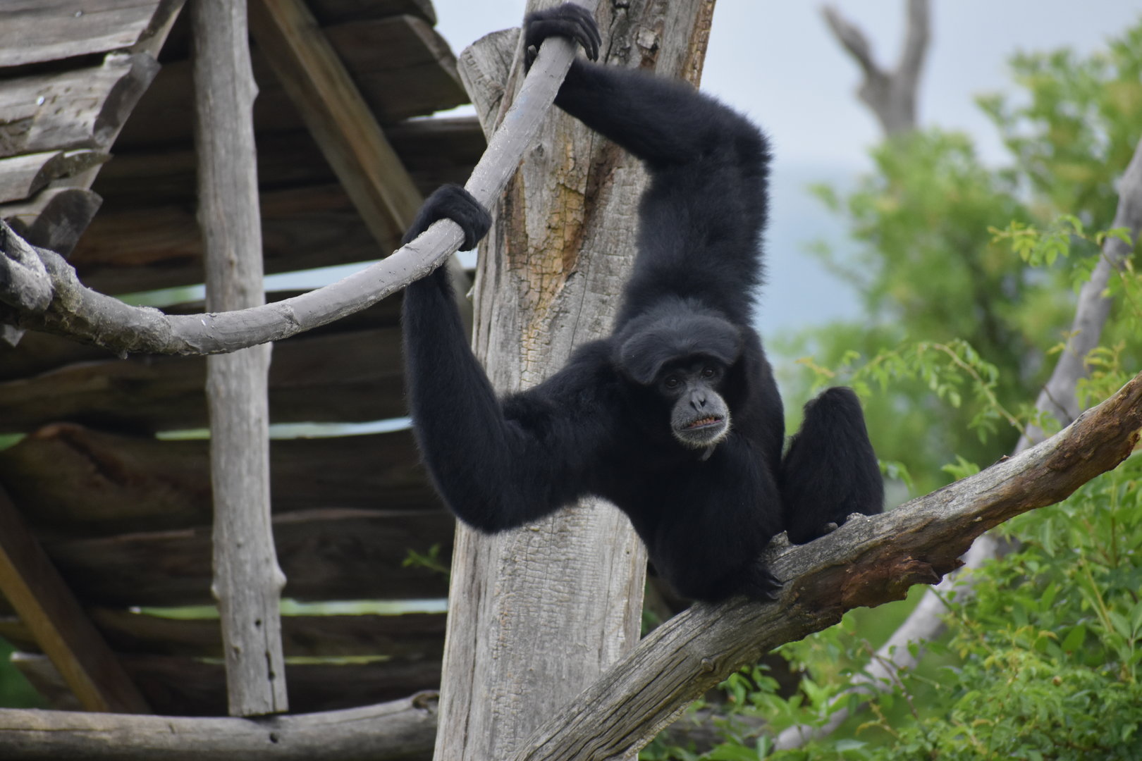 Siamang - Symphalangus syndactylus