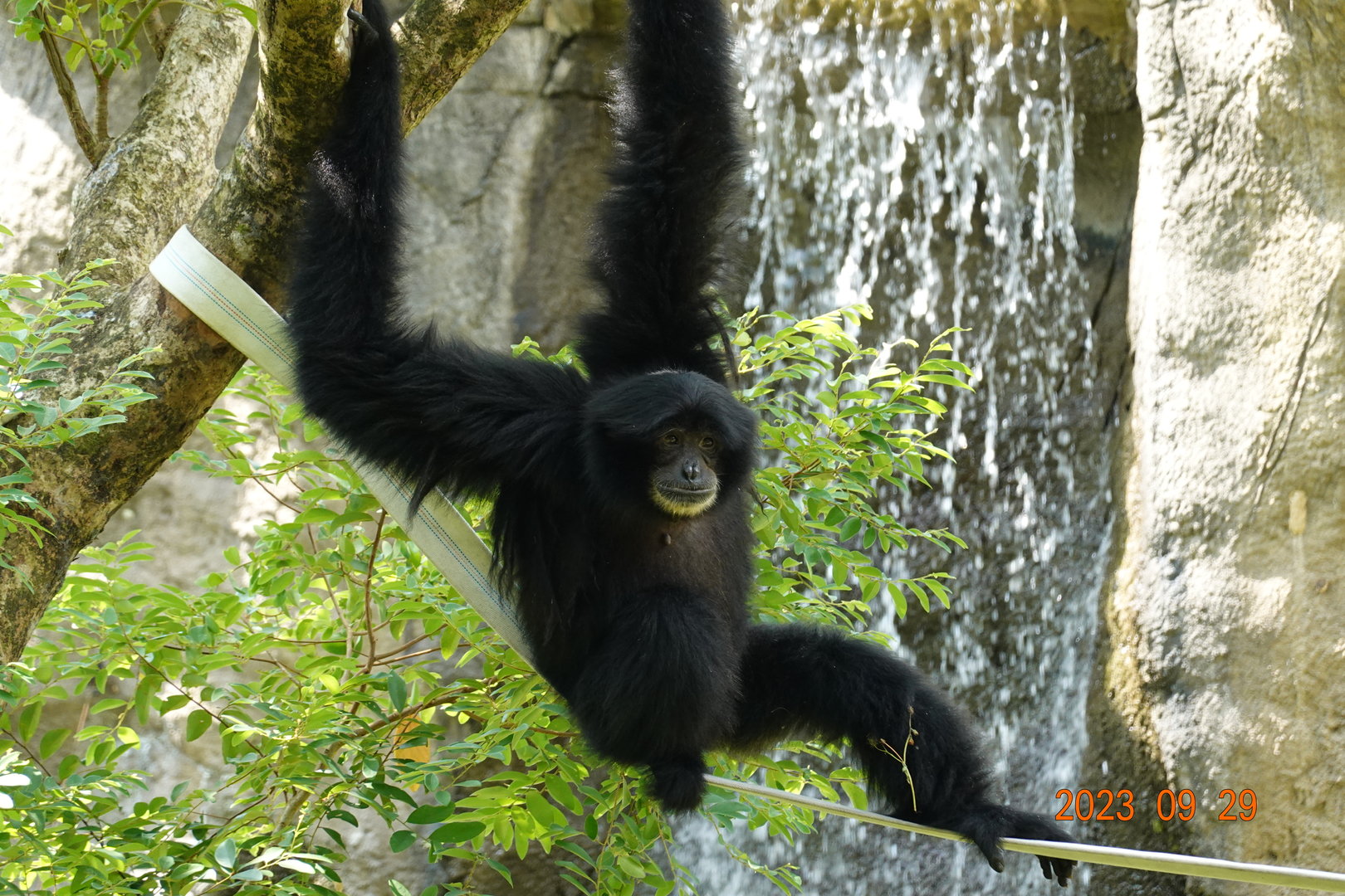 Siamang (Symphalangus syndactylus)