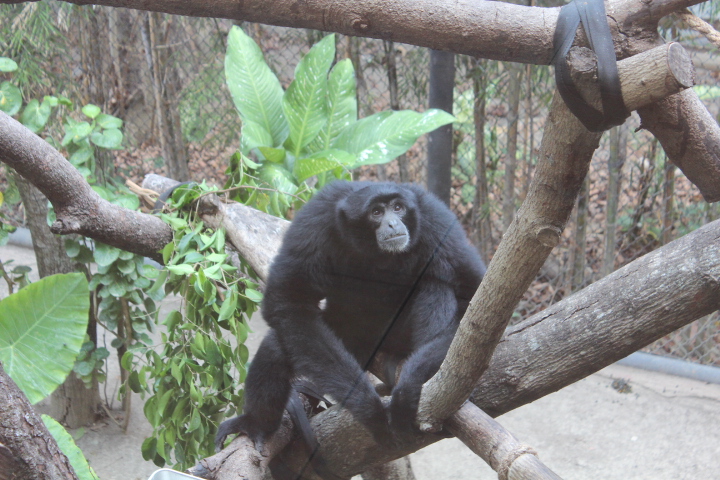 Siamang (Symphalangus syndactylus)