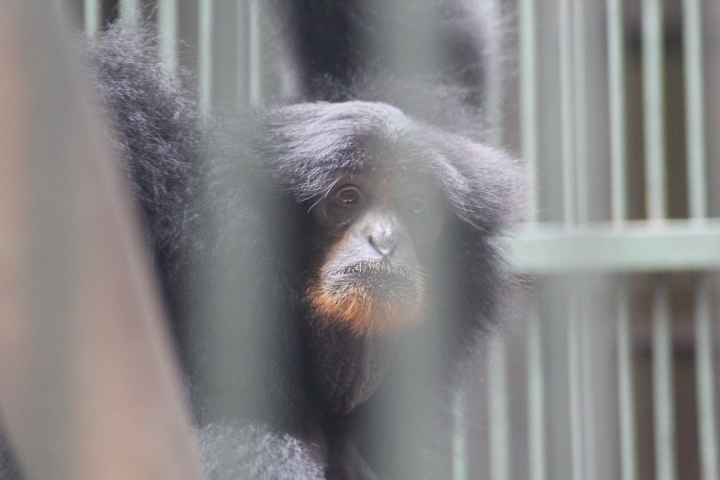 Siamang (Symphalangus syndactylus)