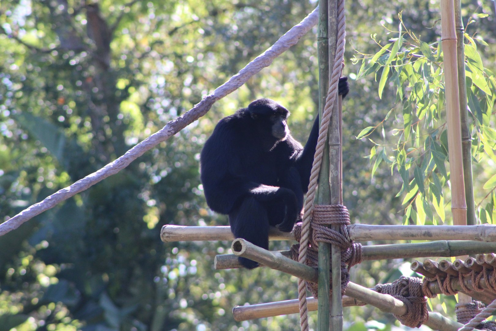 Siamang (Symphalangus syndactylus)