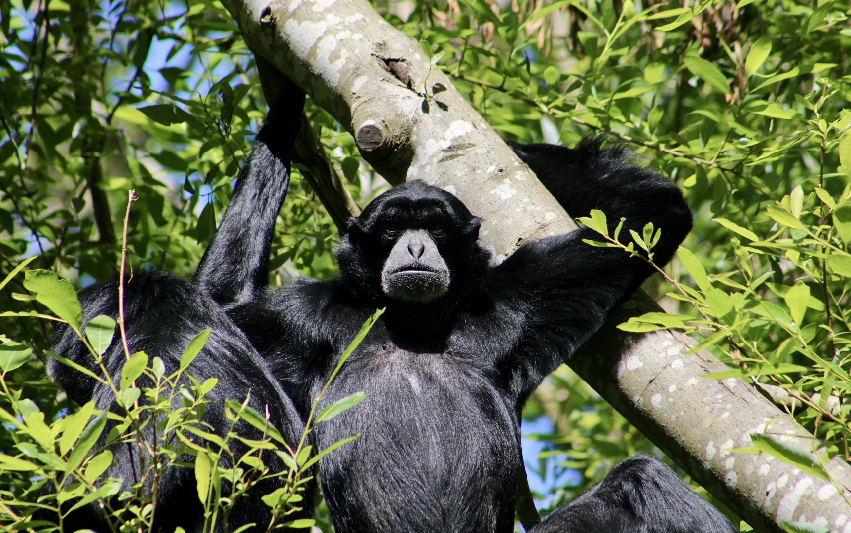 Siamang (Symphalangus syndactylus)