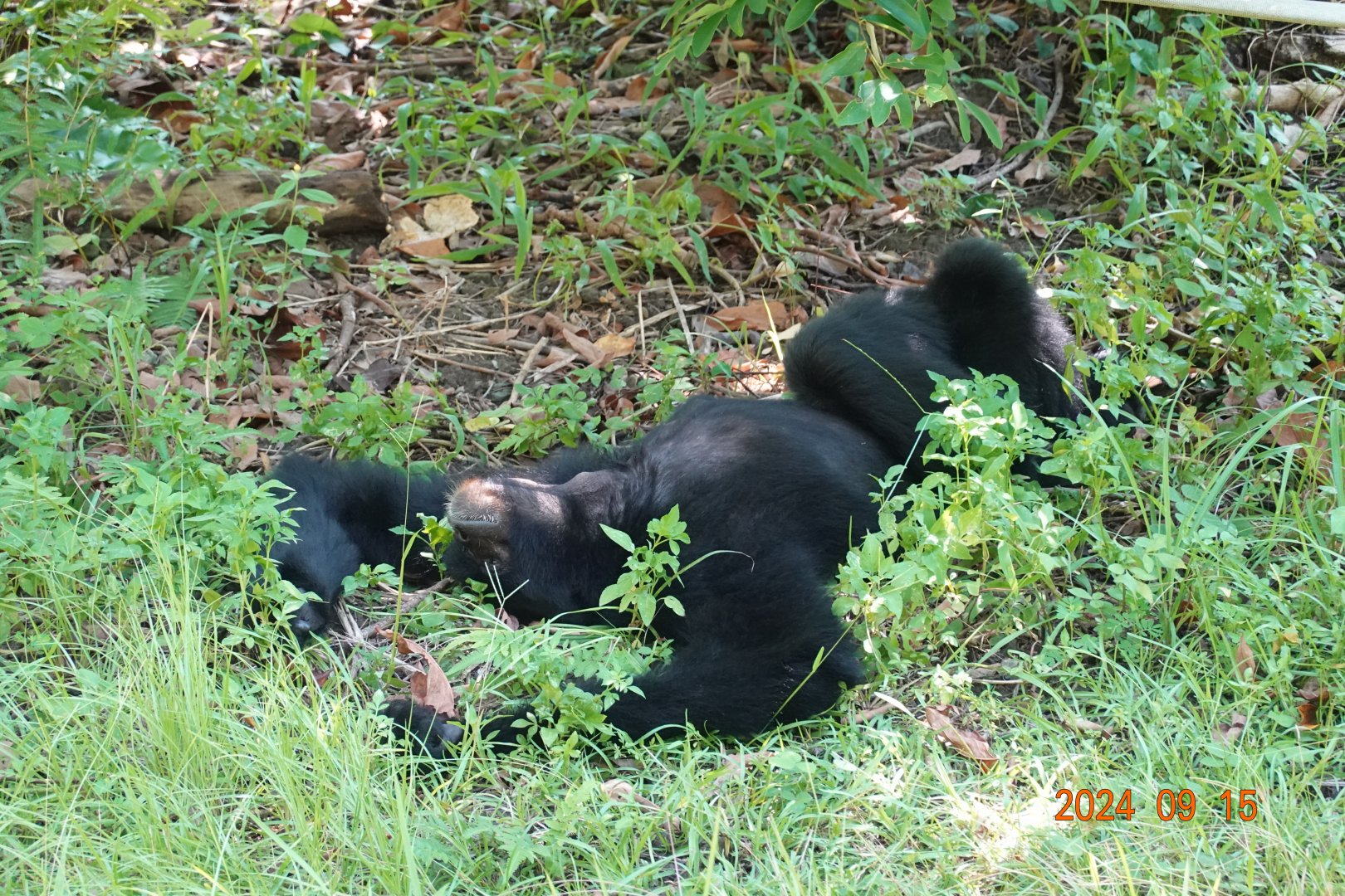Siamang (Symphalangus syndactylus)