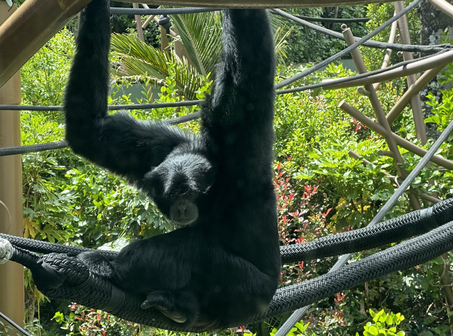 Siamang (Symphalangus syndactylus)