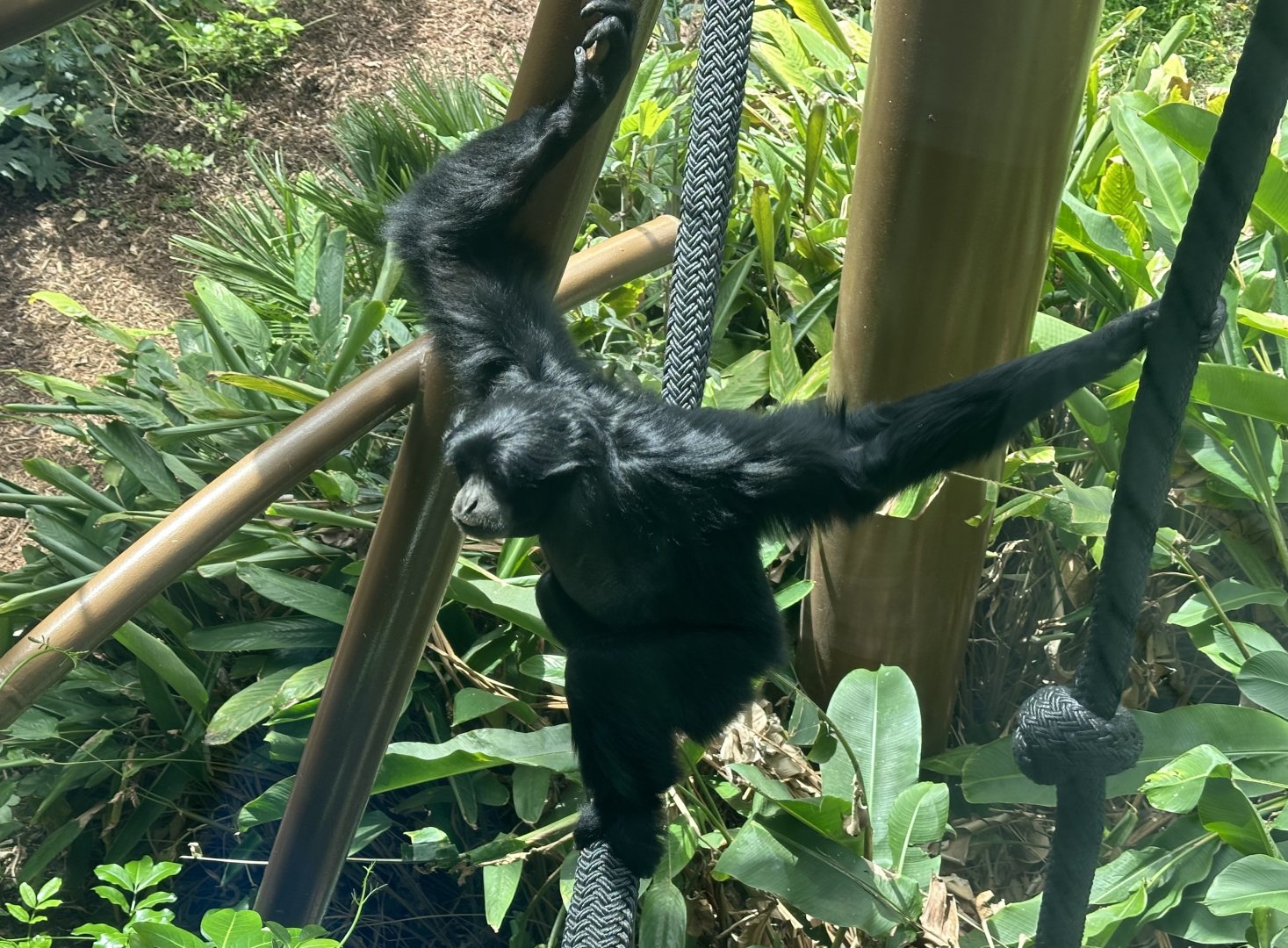 Siamang (Symphalangus syndactylus)