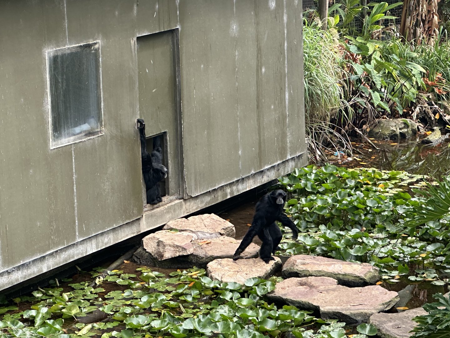 Siamang (Symphalangus syndactylus)
