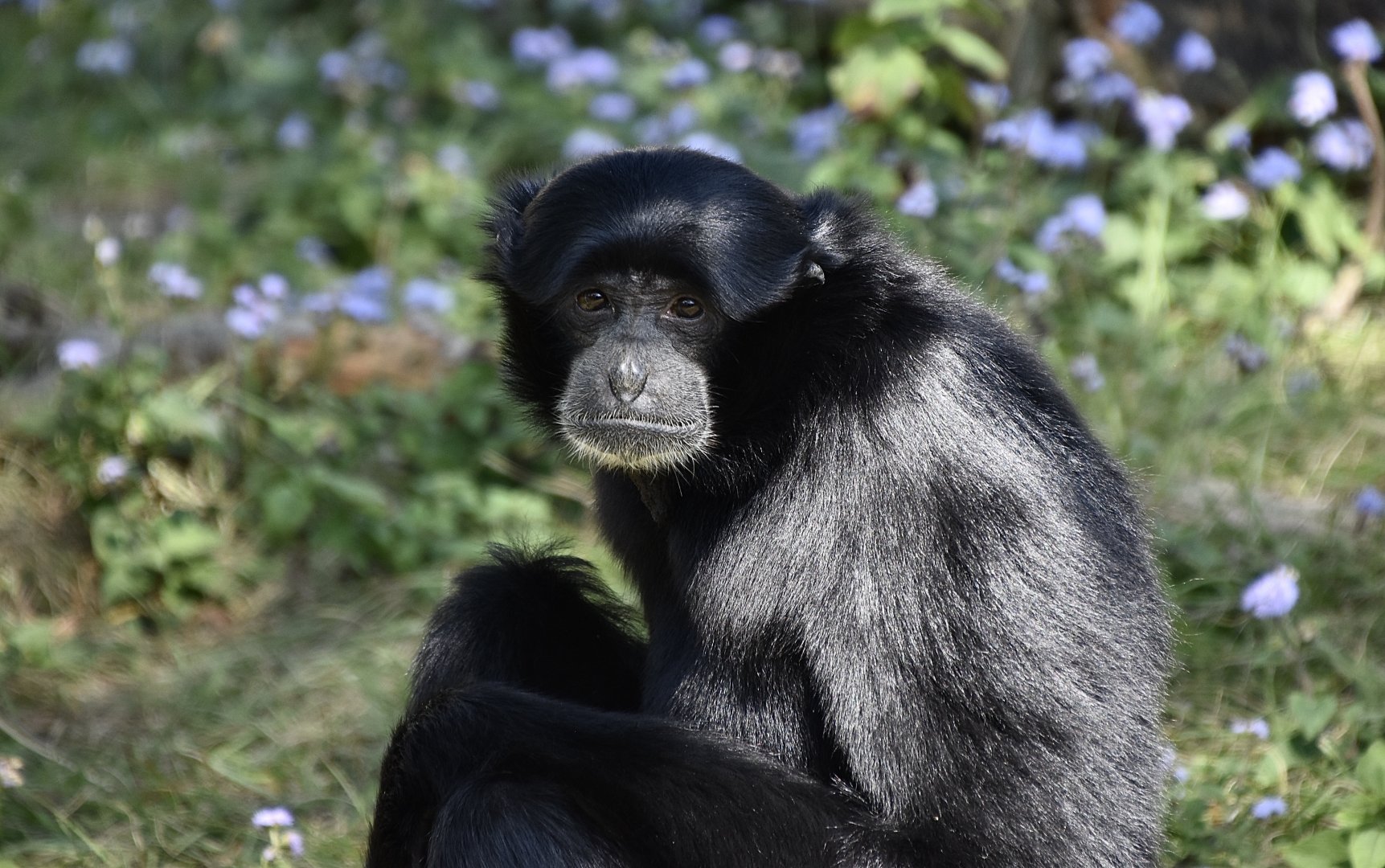 Siamang (Symphalangus syndactylus)