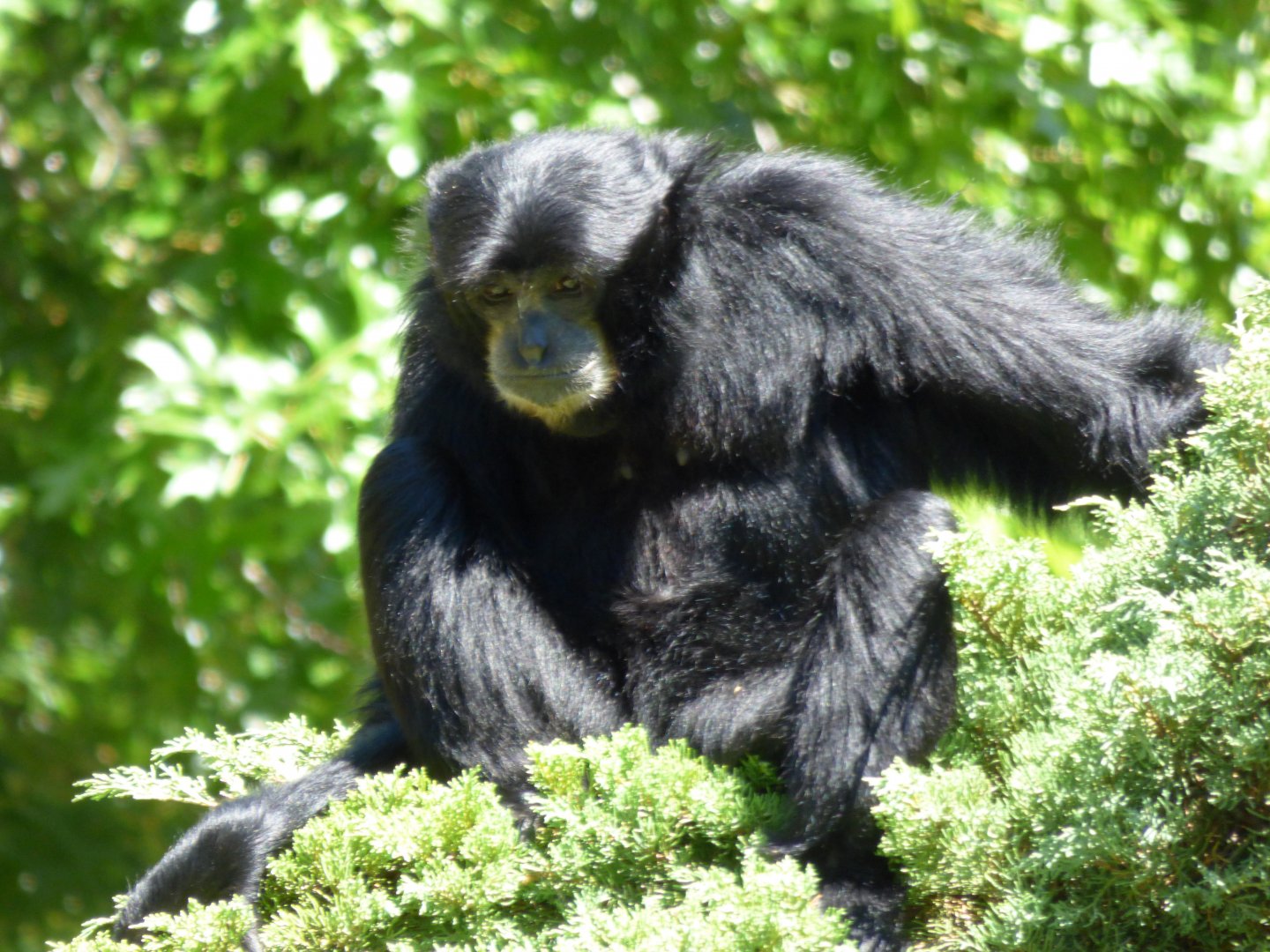 Siamang (Symphalangus syndactylus)