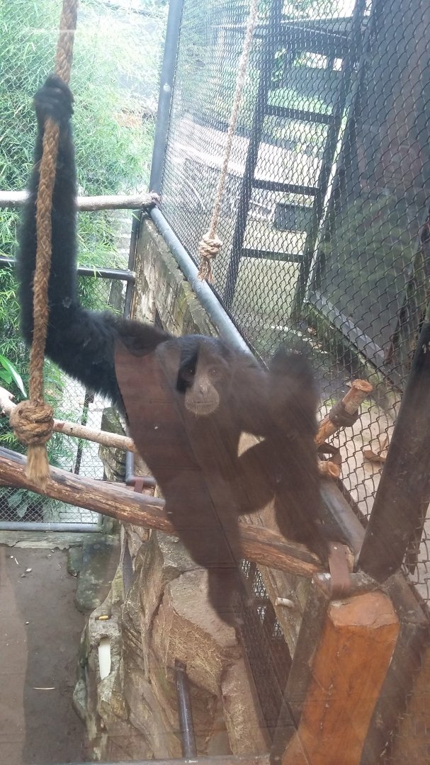 Siamang (Symphalangus syndactylus)
