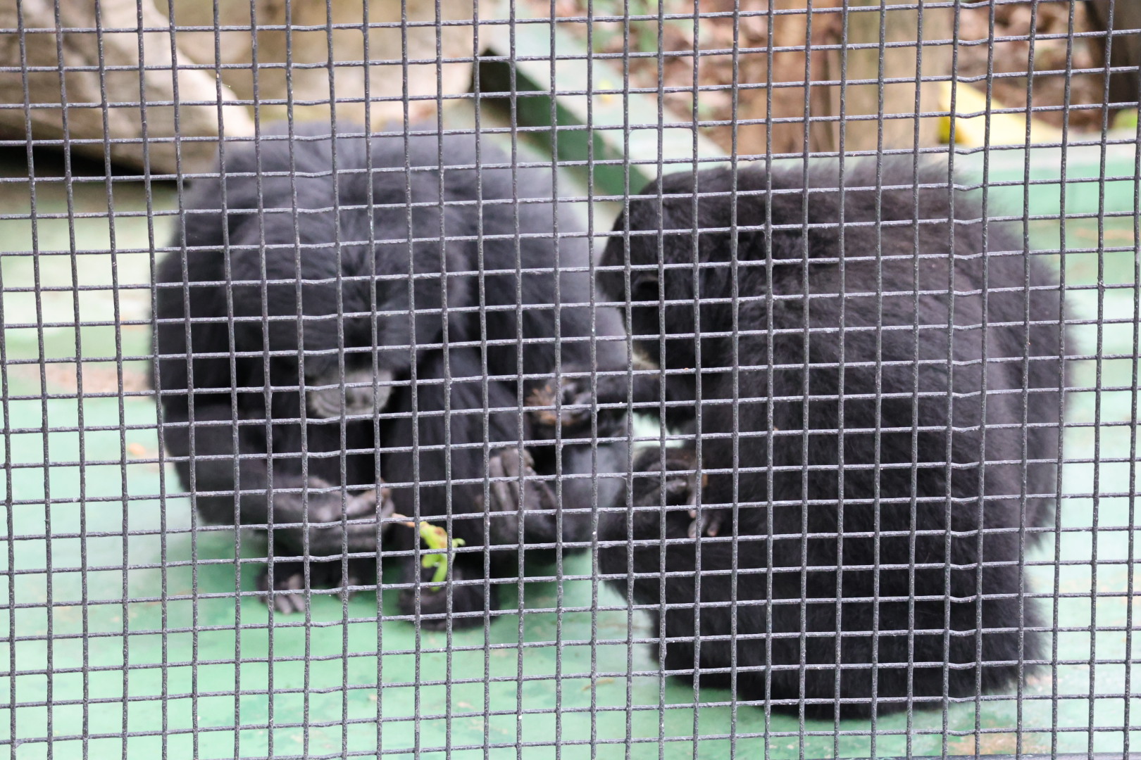 Siamang (Symphalangus syndactylus)