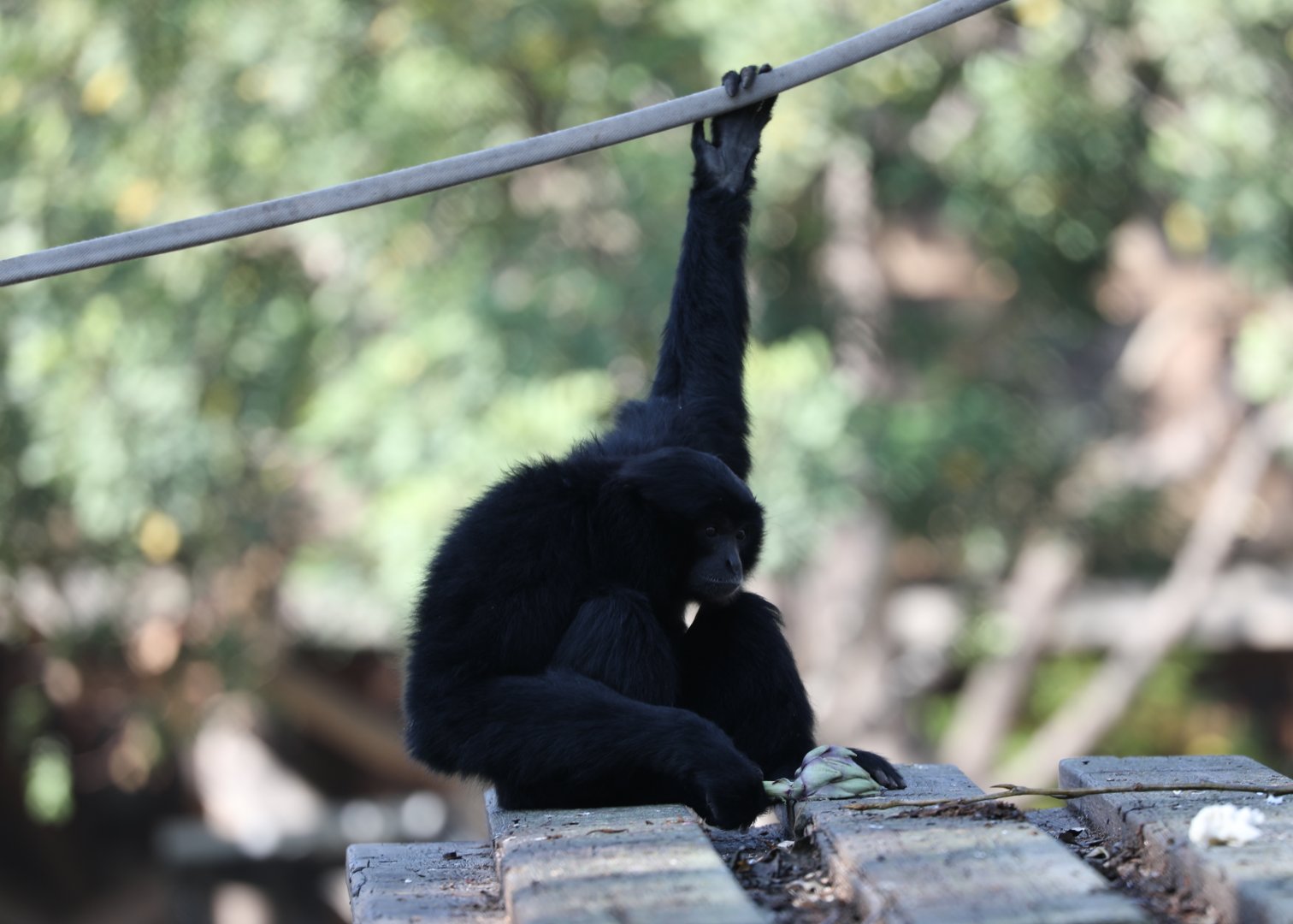 siamang (Symphalangus syndactylus)
