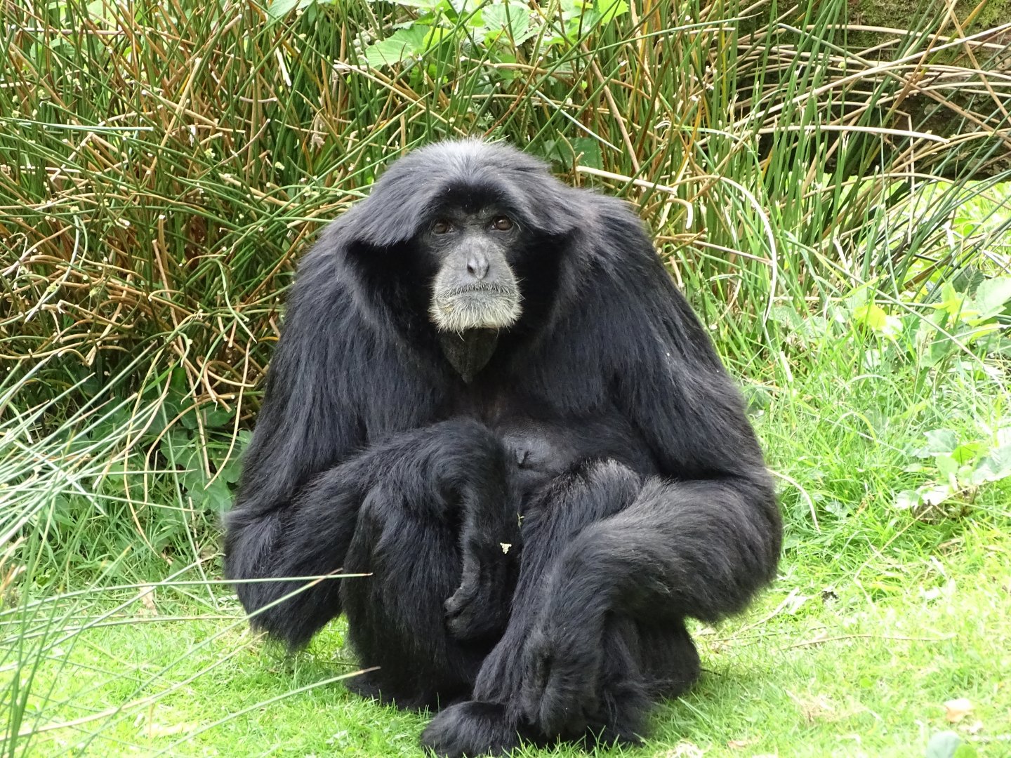 Siamang (Symphalangus syndactylus)