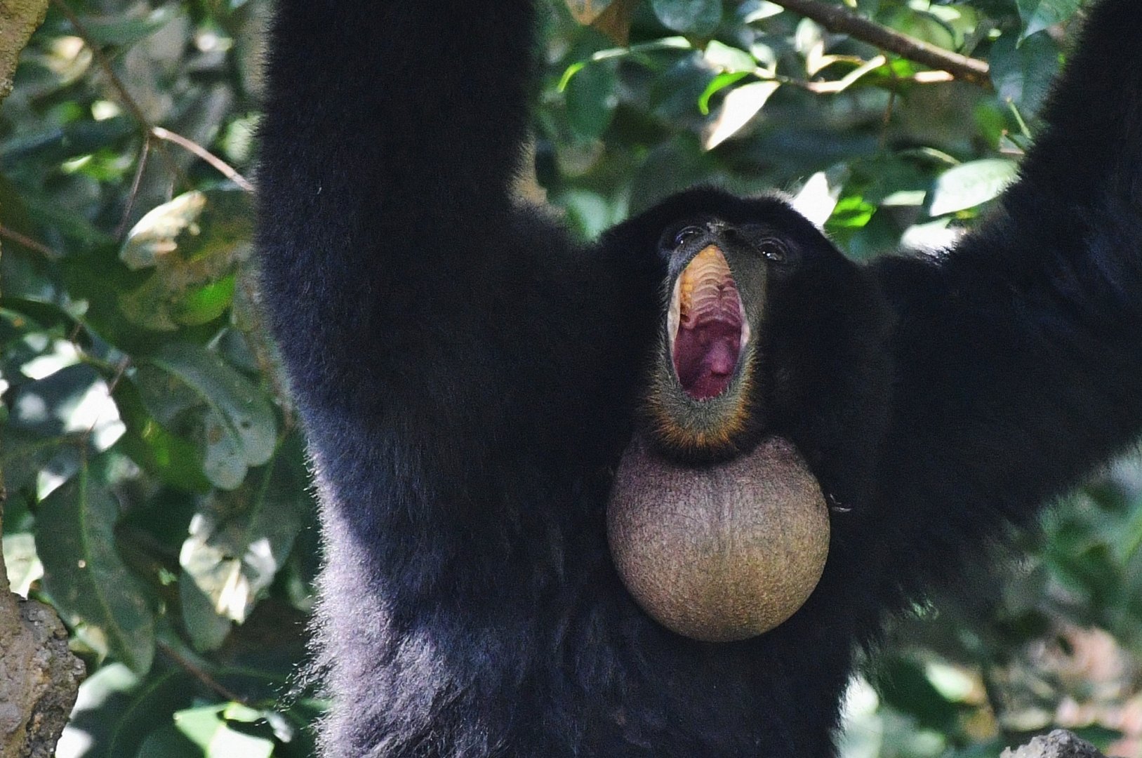 Siamang (Symphalangus syndactylus)