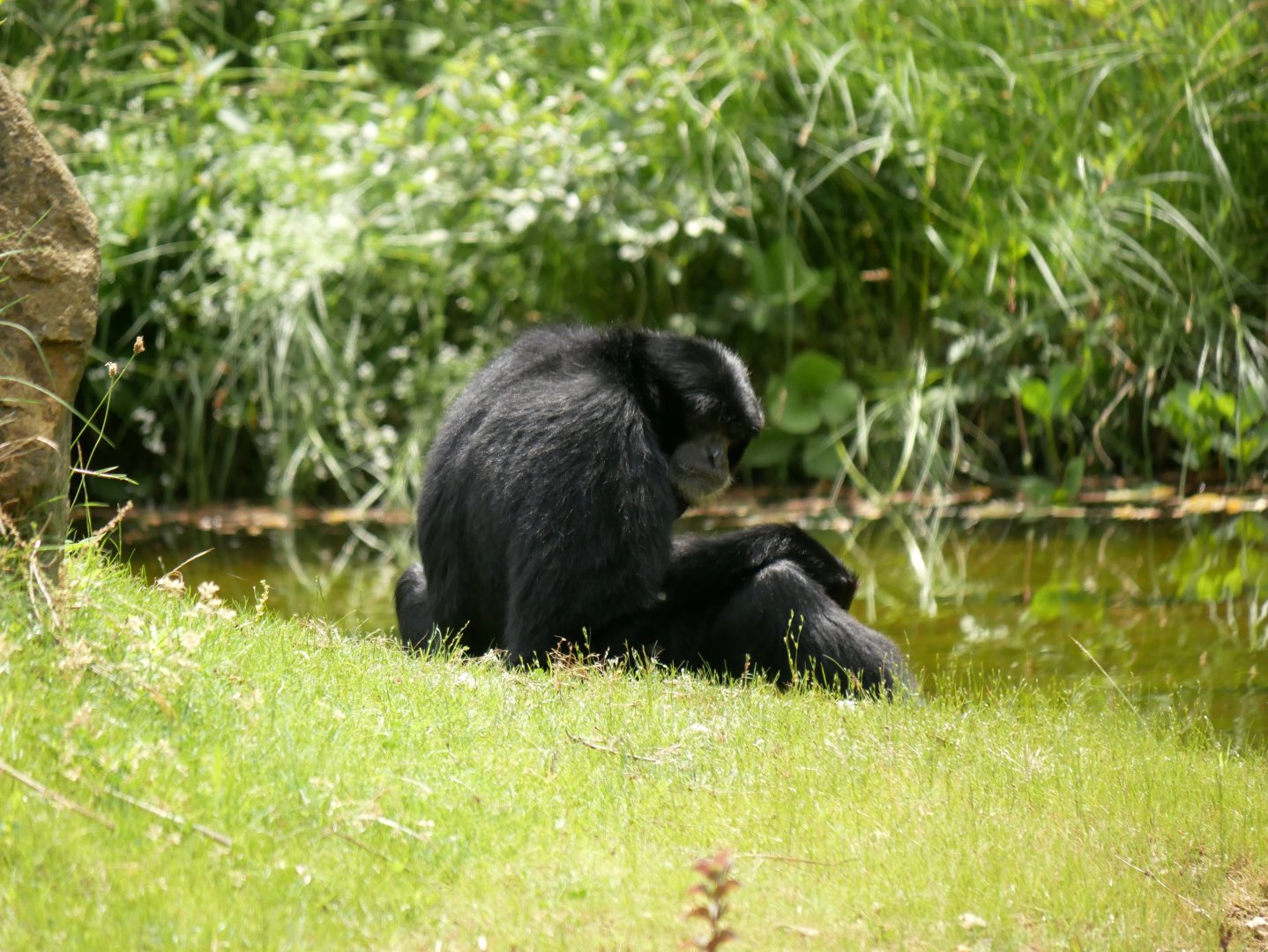 Siamang (Symphalangus syndactylus)