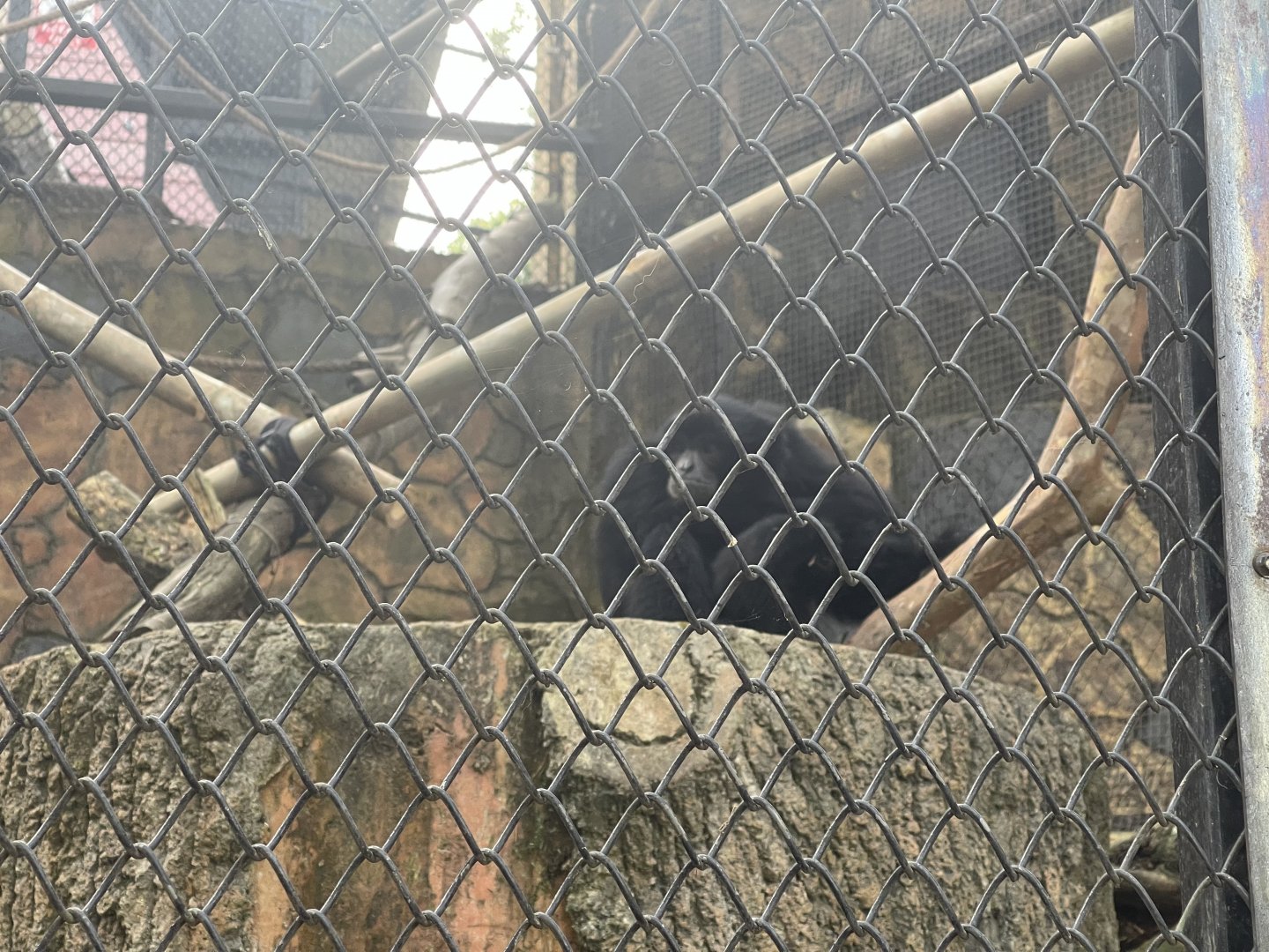 siamang (symphalangus syndactylus)