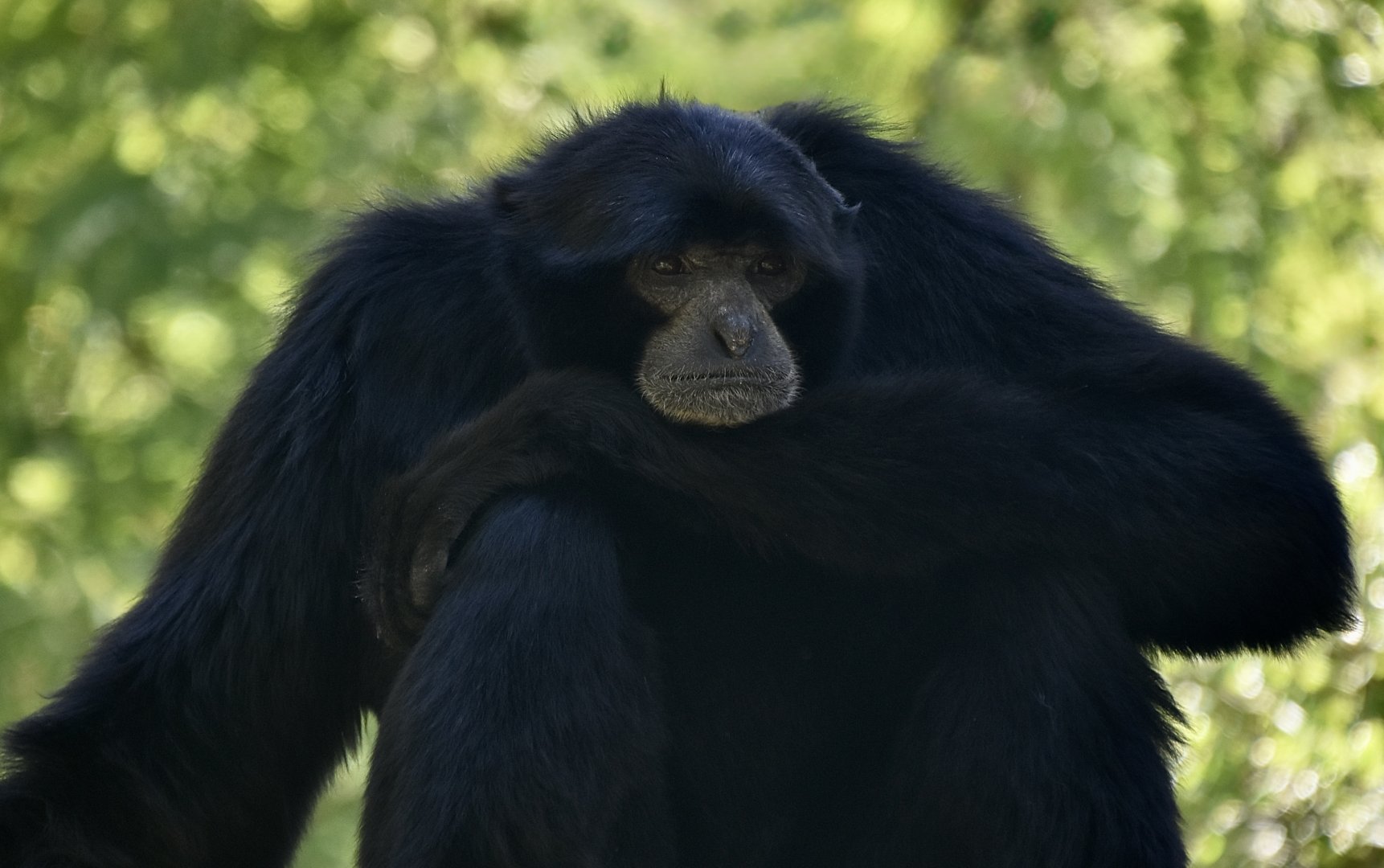 Siamang (Symphalangus syndactylus)